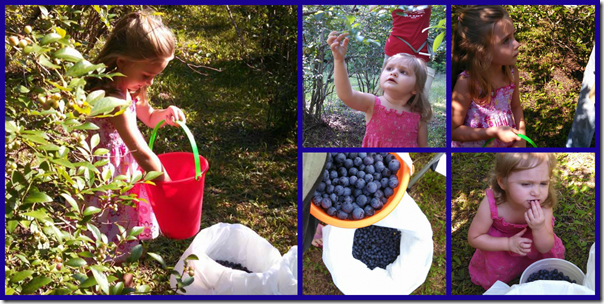 blueberrypicking